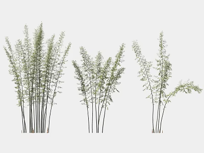 Bamboo Plants With Green Leaves And Tall Stems For Indoor Outdoor Decorative Use 3d model