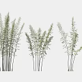 Bamboo Plants With Green Leaves And Tall Stems For Indoor Outdoor Decorative Use