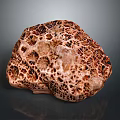 Brown Sea Sponge With Honeycomb Like Pores On Dark Background
