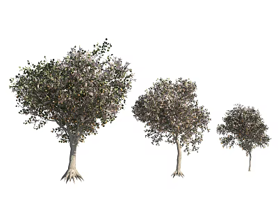 Arbor in Three Different Sizes with Green Foliage and Detailed Trunk Isolated on White 3d model