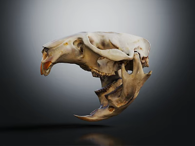 Realistic Detailed Animal Skull Skeleton Isolated On Dark Background With Reflection 3d model