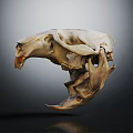 Realistic Detailed Animal Skull Skeleton Isolated On Dark Background With Reflection