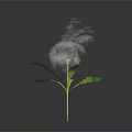 Unique Plant with Slender Stem Fuzzy Top Seeds and Green Leaves on Black Background