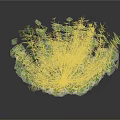 Lush Green Plant With Dense Leaves And Vigorous Growth Features