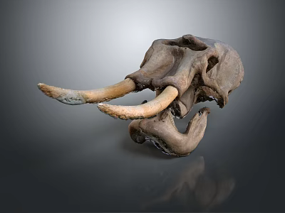 Detailed Close Up View Of Prehistoric Reptile Skull With Long Tusks 3d model