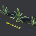Lush Green Sword Fern Flowers And Plants With Natural Leaves And Decorative