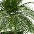 Lush Green Palm Potted Plant With Black Planter And Fresh Foliage
