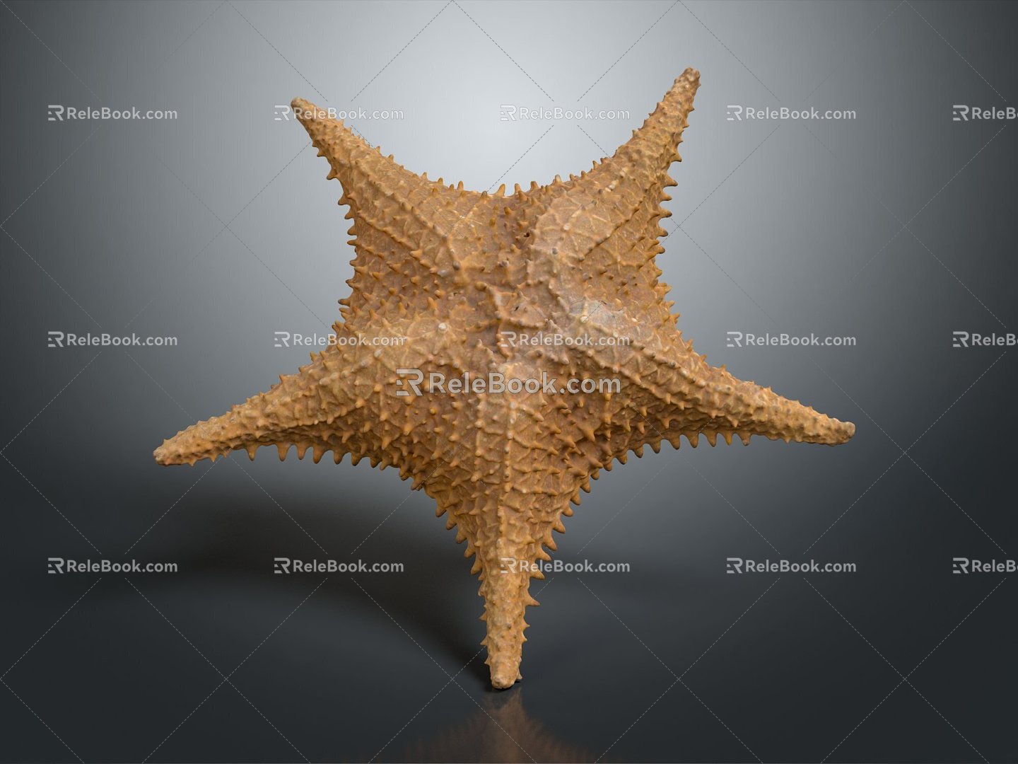 Modern starfish mollusk 3d model