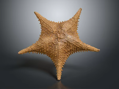 Close Up View Of Brown Spiny Starfish With Textured Surface On Dark Background 3d model