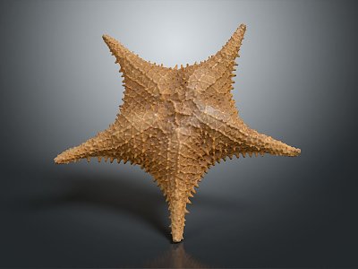 Modern starfish mollusk model