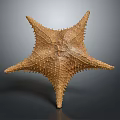 Close Up View Of Brown Spiny Starfish With Textured Surface On Dark Background