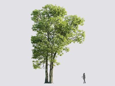 Tall Tree with Lush Green Leaves and Thick Trunk Beside Person 3d model