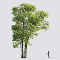 Tall Tree with Lush Green Leaves and Thick Trunk Beside Person