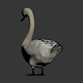 White Swan With Orange Beak Standing On Gray Background Showing Reflection 3d model