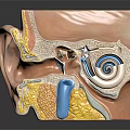 Detailed Ear Anatomy Medical Device Model With Internal Structures And Educational Use 3d model