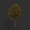 Lush Green Arbor With Dense Foliage Strong Trunk And Exposed Roots On Dark Background