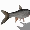 Silver Scaled Aquatic Fish With Large Eyes And Light Colored Fins 3d model