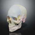 Anatomical Skull Model With Colored Sections For Medical Education And Study 3d model