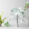 Different Types of Tropical Trees Featuring Green Ferns Silver Palm and Tall Trunk