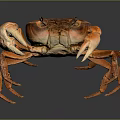 Orange and brown crab with large claws standing on dark background with reflection 3d model