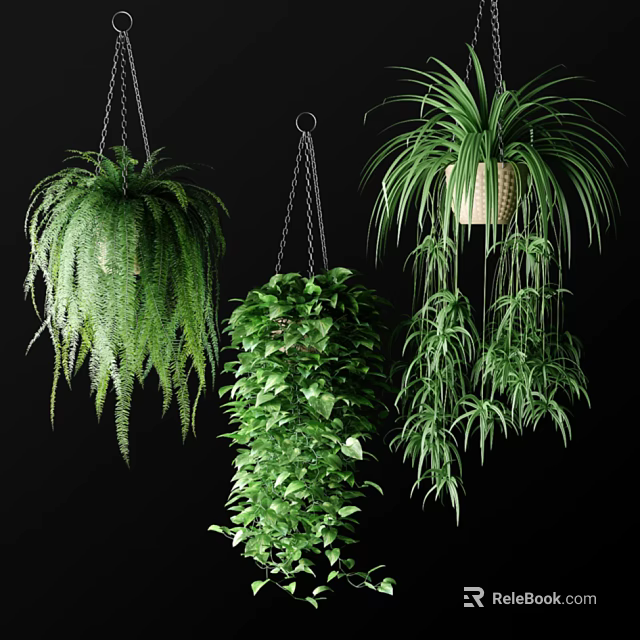 Various Hanging Basket Plants with Lush Cascading Foliage for Indoor Decor 3d model 