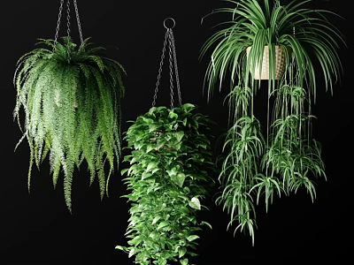 Various Hanging Basket Plants with Lush Cascading Foliage for Indoor Decor 3d model