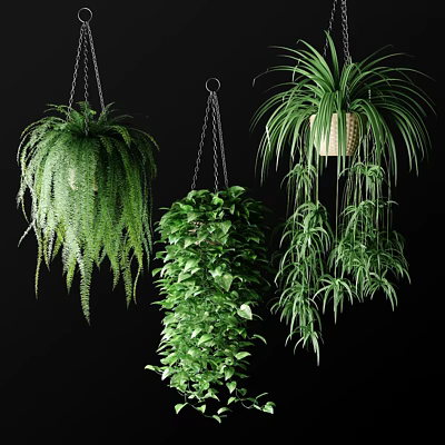 Various Hanging Basket Plants with Lush Cascading Foliage for Indoor Decor 3d model