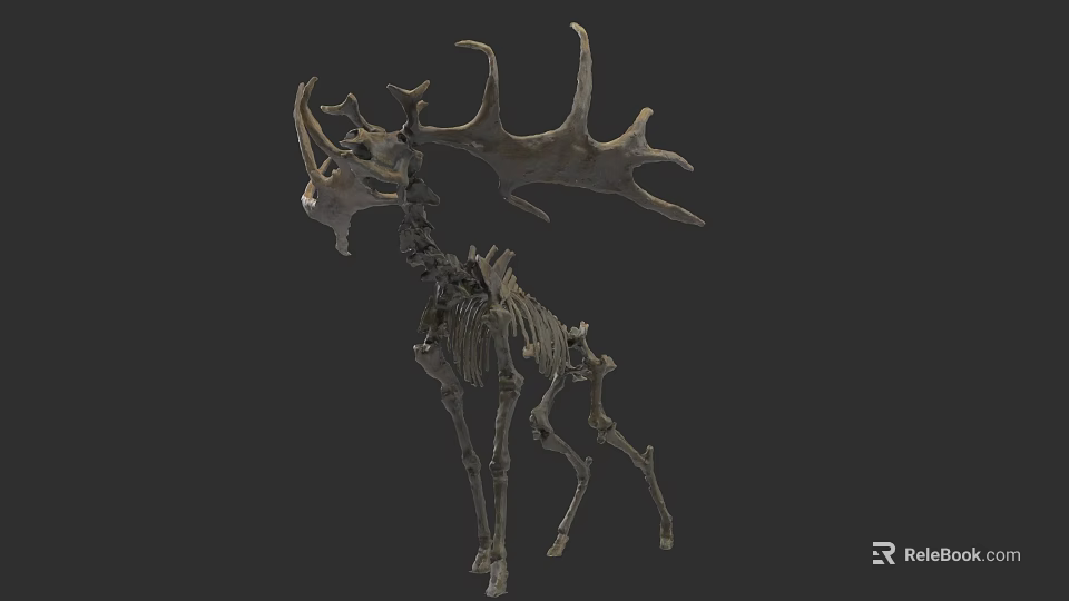 Detailed Deer Skeleton Model With Large Antlers And Bone Structure 3d model 