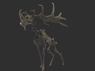 Detailed Deer Skeleton Model With Large Antlers And Bone Structure 3d model