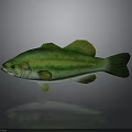 Vibrant Green Yellow Striped Fish With Detailed Body And Reflection On Grey Background