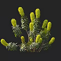 Beautiful Vibrant Green Plants With Yellow Flower Spikes And Fresh Green Leaves