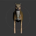 Muntjac Deer with Brown Gray Coat White Underbelly and Slender Legs Standing on Dark Background