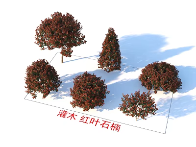 Red Leaf Photinia Shrubs With Vibrant Red Foliage And Various Growth Shapes 3d model