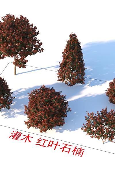Red Leaf Photinia Shrubs With Vibrant Red Foliage And Various Growth Shapes 3d model Red Leaf Photinia Shrubs With Vibrant Red Foliage And Various Growth Shapes 3d model
