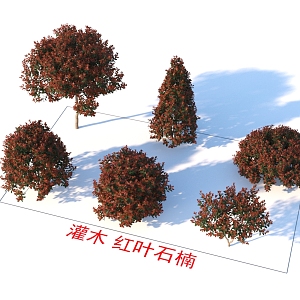 Shrubs Photinia plants 3d model