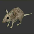 Detailed Realistic Mouse With Brown Fur Large Ears And Black Eyes Standing On Shiny Surface