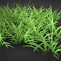 Lush Green Grass With Long Slender Leaves And Vibrant Color Against Black Background