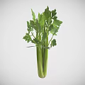 Fresh Green Celery Plant With Crisp Stalks And Lush Leafy Foliage