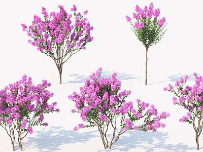 Different Types of Purple Flowering Trees with Lush Blooms for Garden Landscaping 3d model