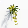 Fresh Yellow Flowers With Green Leaves Hanging Against White Background