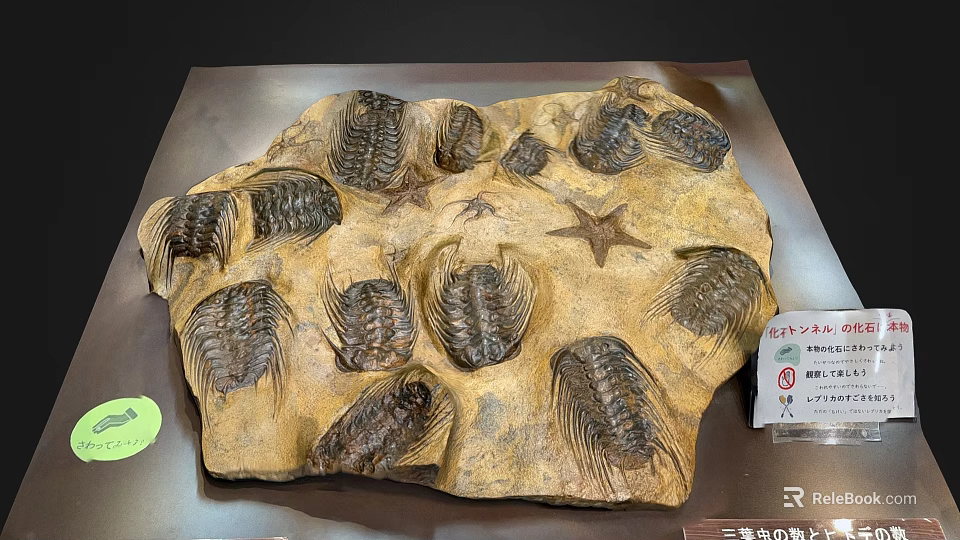 Natural Prehistoric Trilobites and Starfish Fossilized in Ancient Stone Slab 3d model 