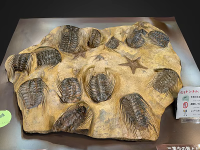 Natural Prehistoric Trilobites and Starfish Fossilized in Ancient Stone Slab 3d model