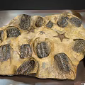 Natural Prehistoric Trilobites and Starfish Fossilized in Ancient Stone Slab