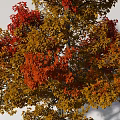 Deciduous Tree With Red And Yellow Leaves And White Rocks Around Gray Background 3d model