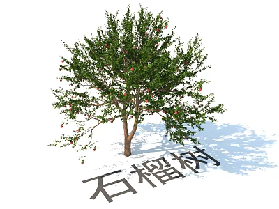 Lush Garden Plant Combination Featuring Pomegranate Tree With Green Leaves And Ripe Red Fruits 3d model