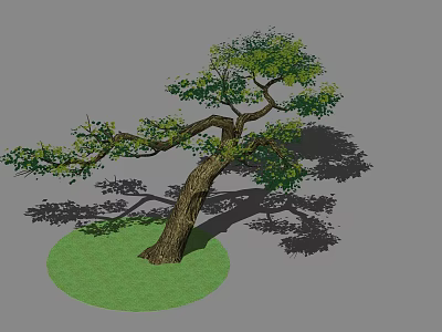 Lush Green Shrub With Curved Trunk And Dense Foliage On Circular Grass Patch 3d model