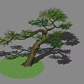 Lush Green Shrub With Curved Trunk And Dense Foliage On Circular Grass Patch