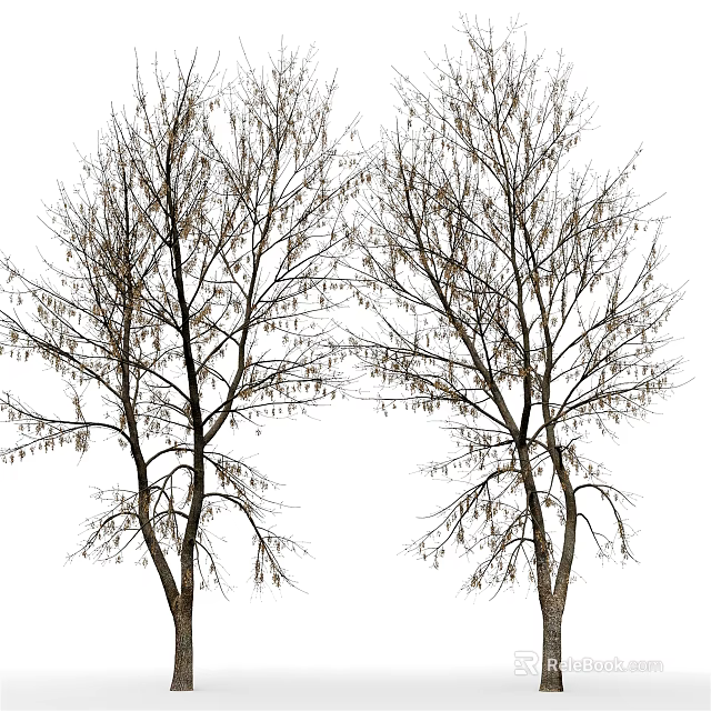 Two Leafless Arbor Trees Displaying Slender Branches On White Background 3d model 