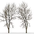Two Leafless Arbor Trees Displaying Slender Branches On White Background