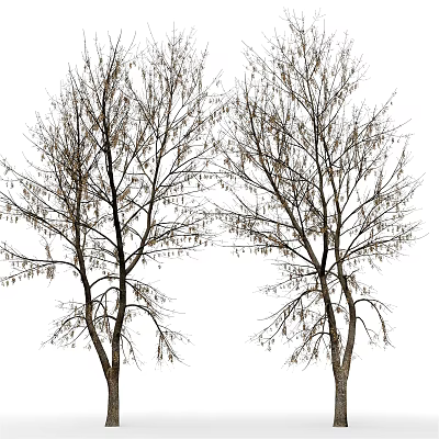 Two Leafless Arbor Trees Displaying Slender Branches On White Background 3d model